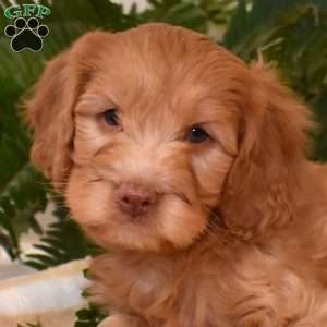 Tanner, Cavapoo Puppy